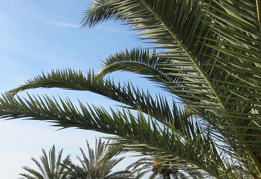 Palms